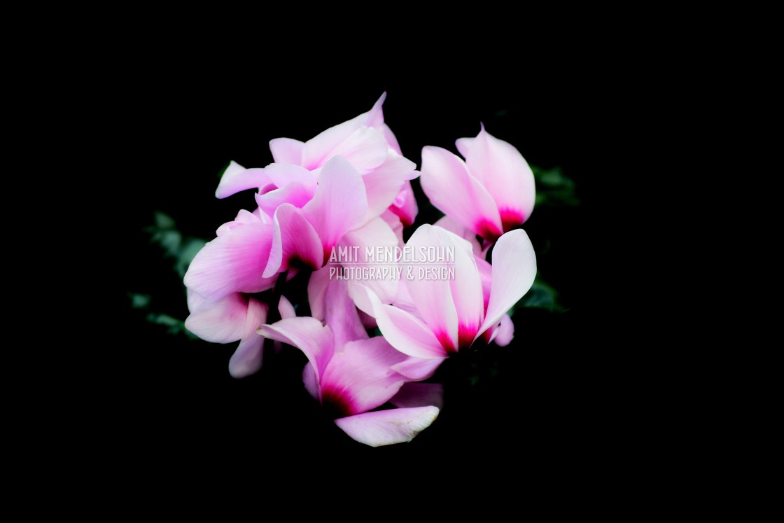 "Cyclamen" stock image