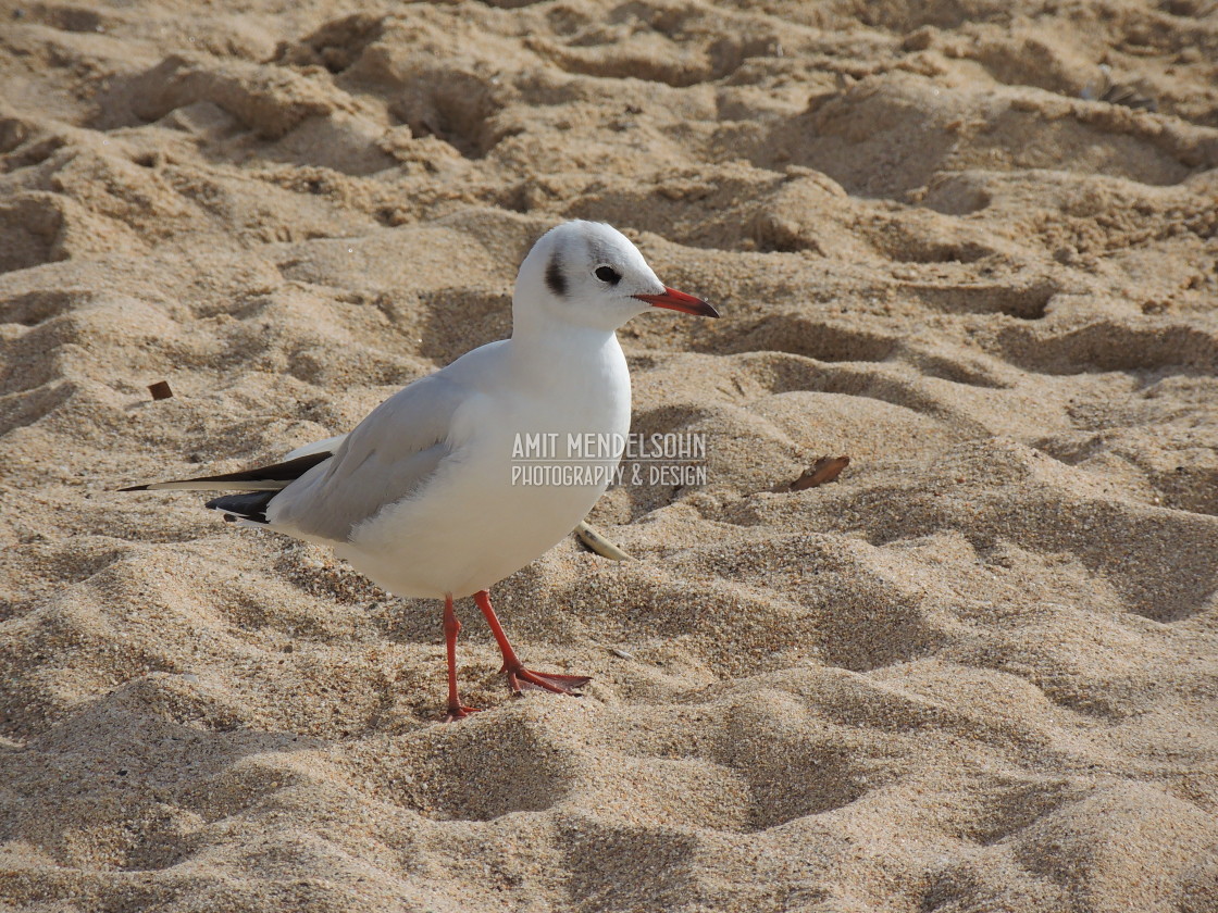 "A little gull on the beach" stock image