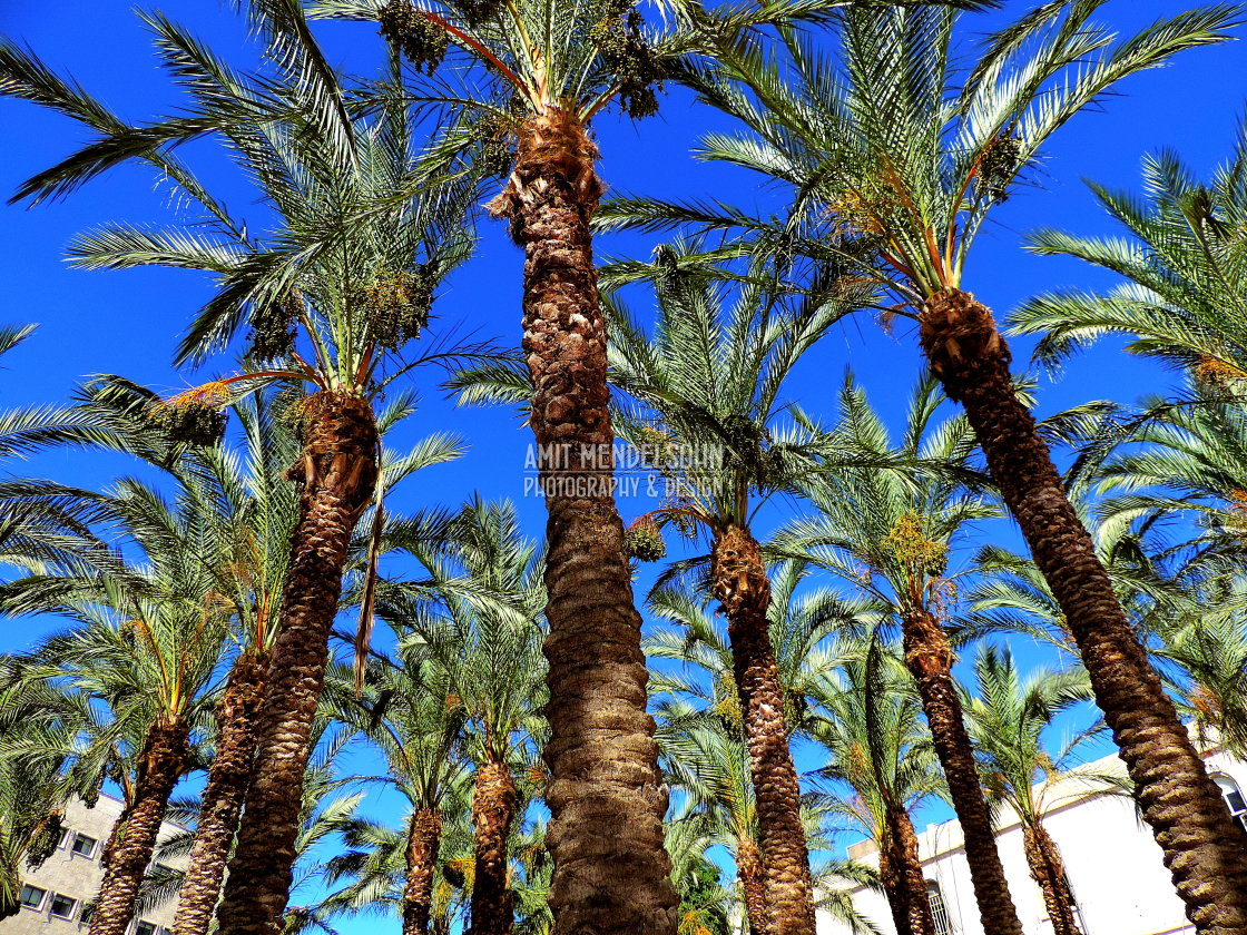 "palm trees in Jerusalem" stock image