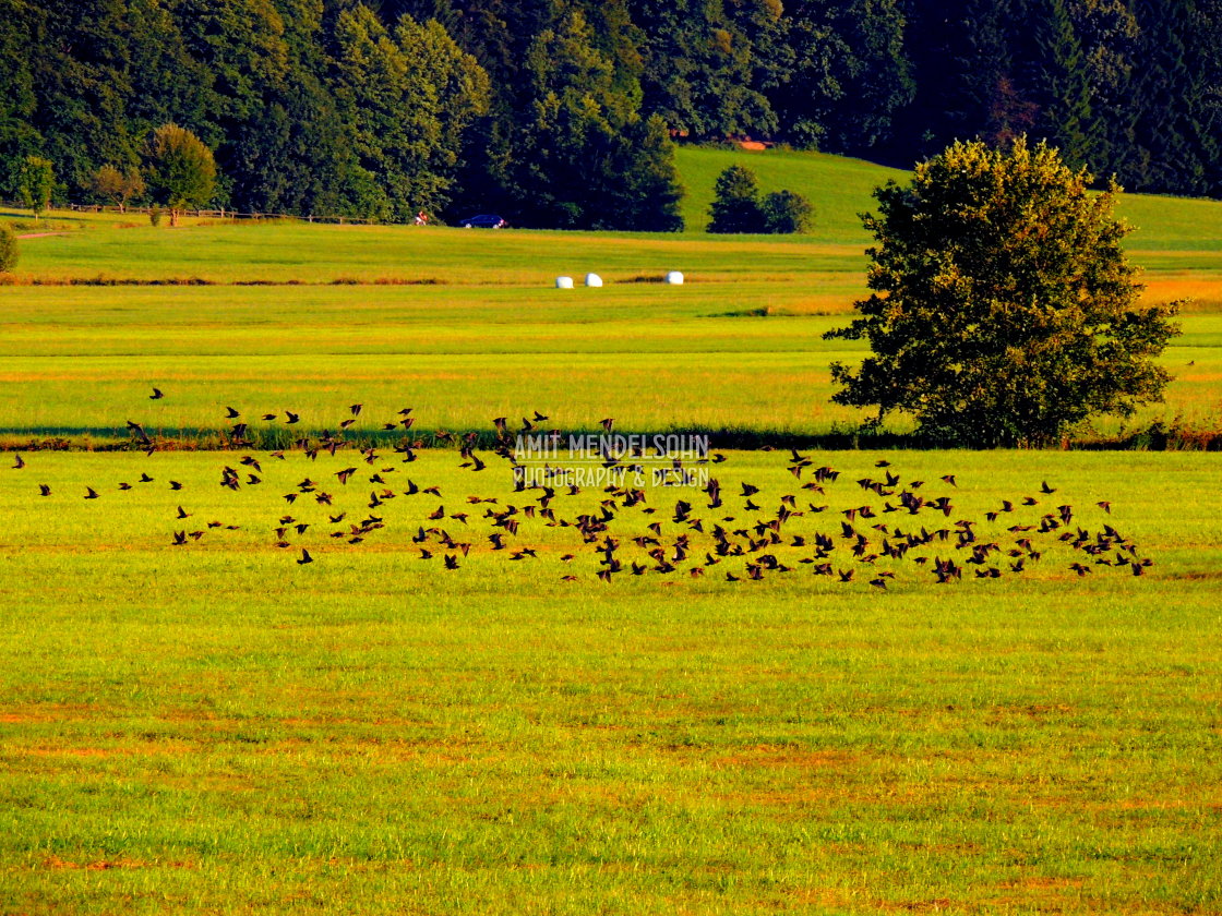 "flock of birds" stock image