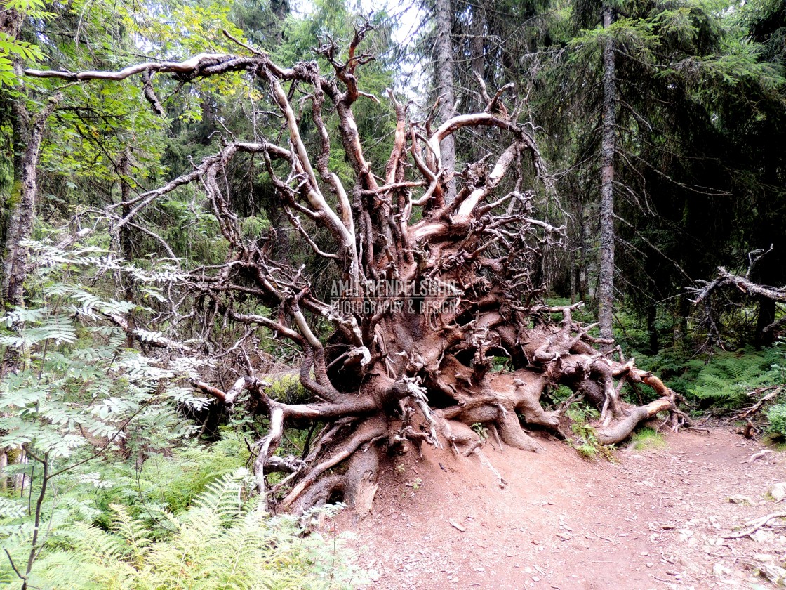 "The Black forest" stock image