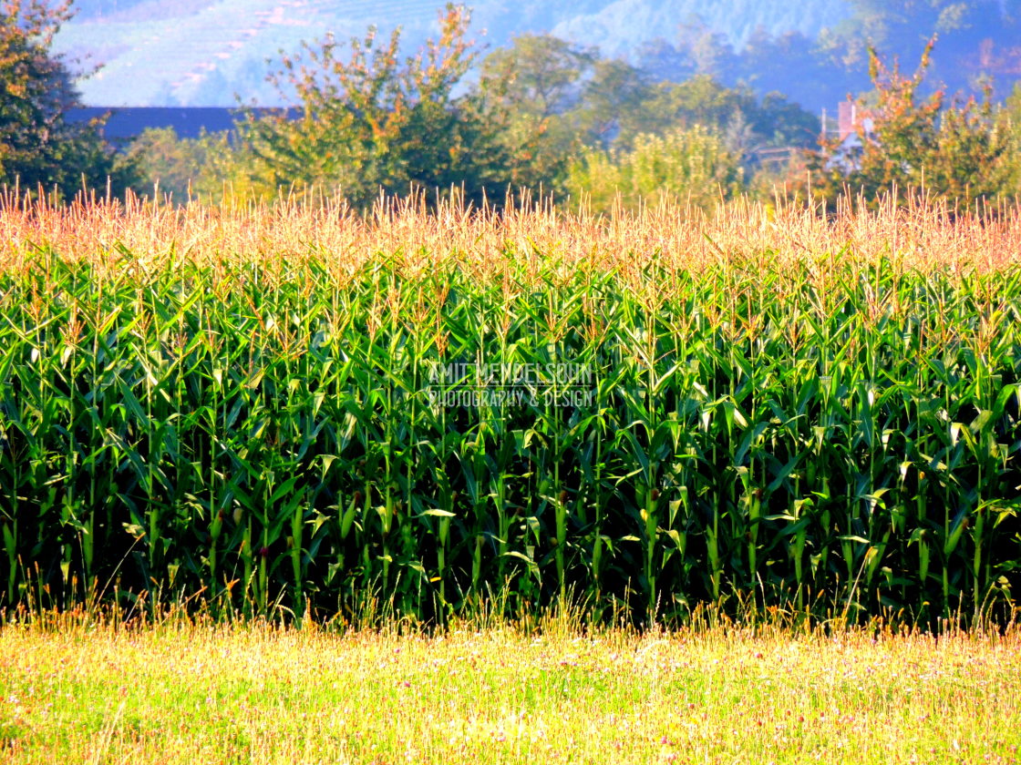 "Corn field - Germany" stock image