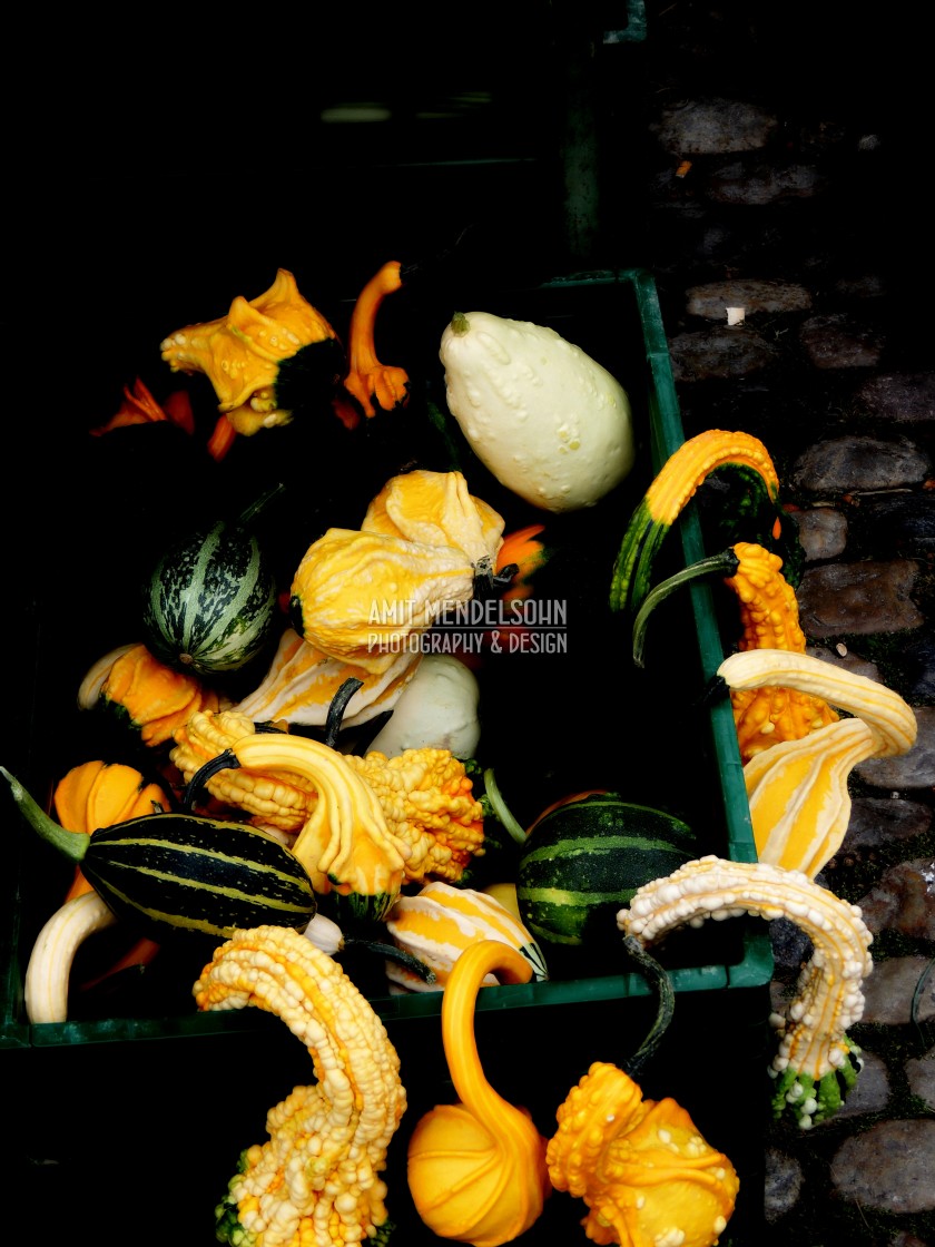 "Pumpkins" stock image