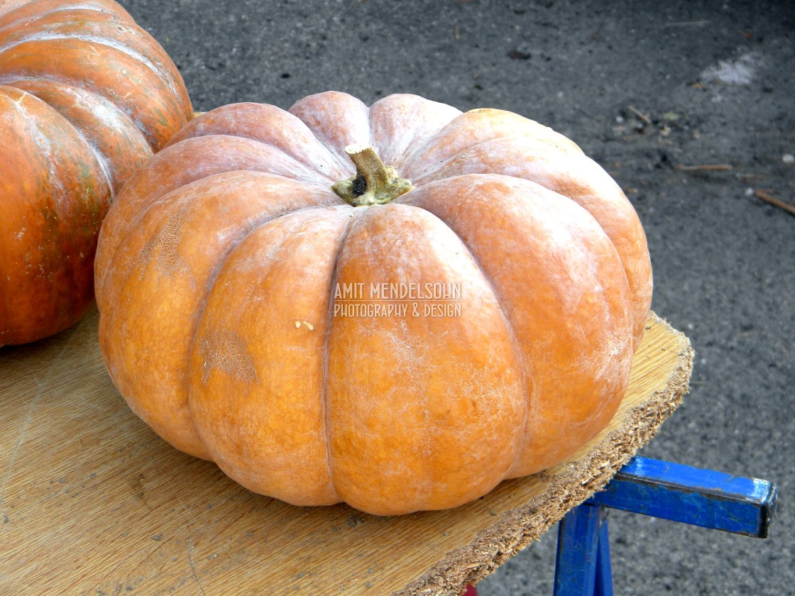 "A pumpkin" stock image