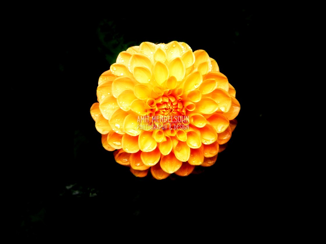 "An orange flower" stock image