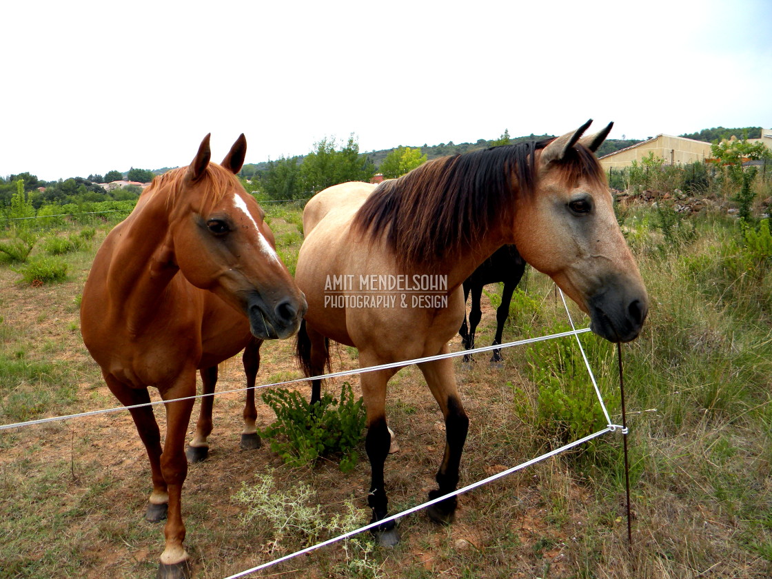 "Horses 2" stock image