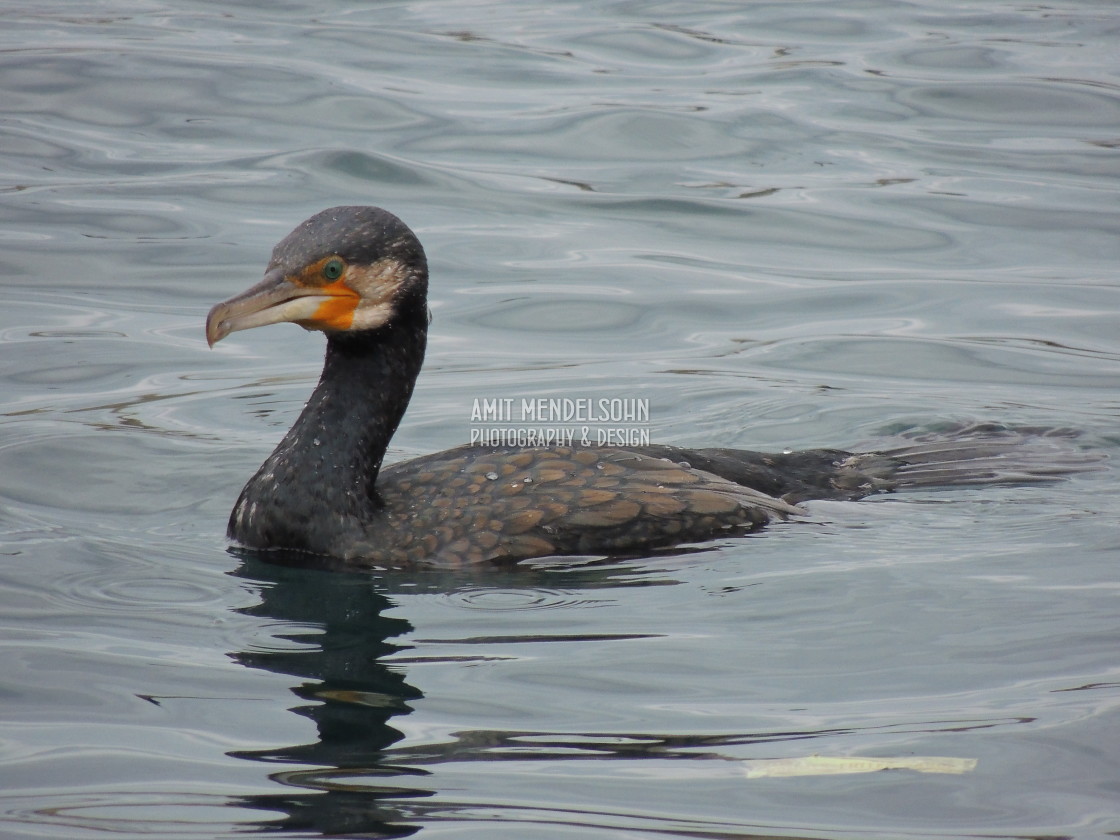 "Cormorant 5" stock image