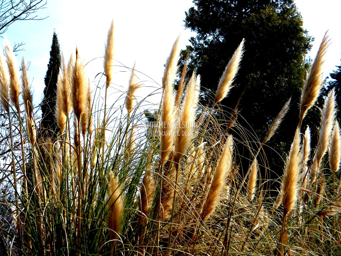 "Plants in the wild" stock image