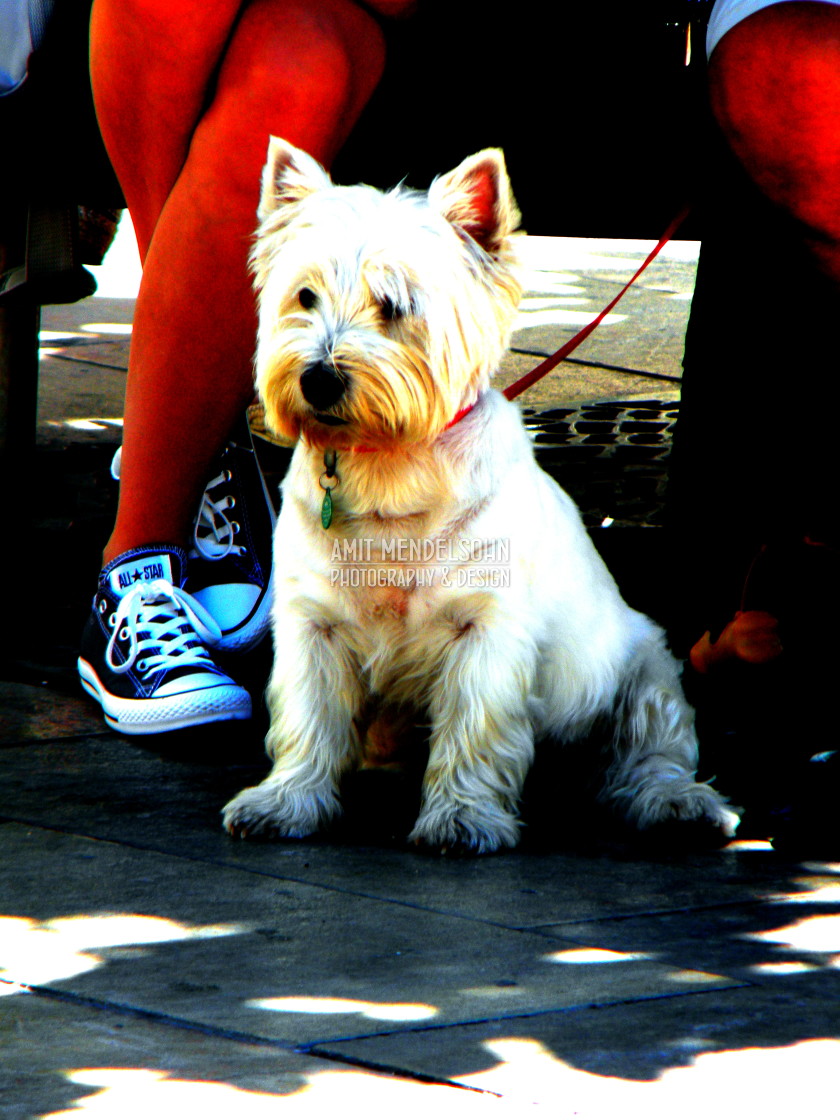 "Little white terrier" stock image