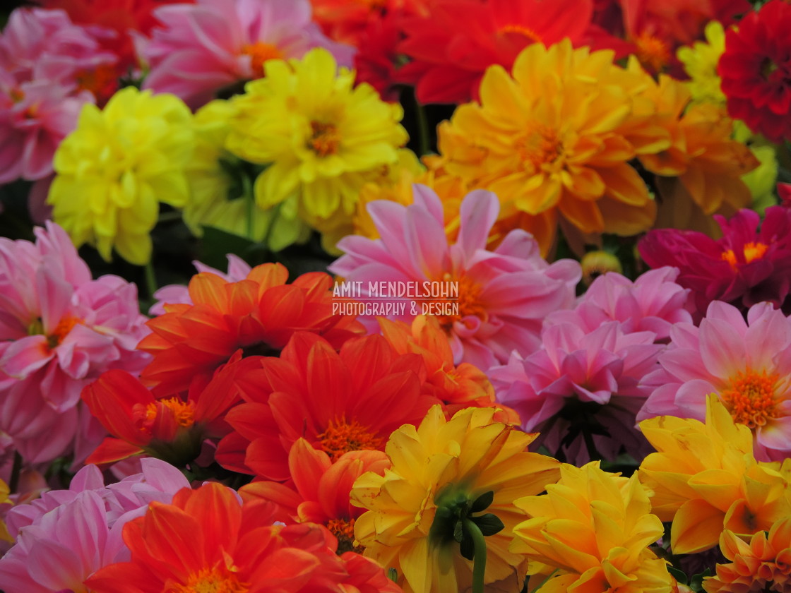 "Dahlia pinnata" stock image