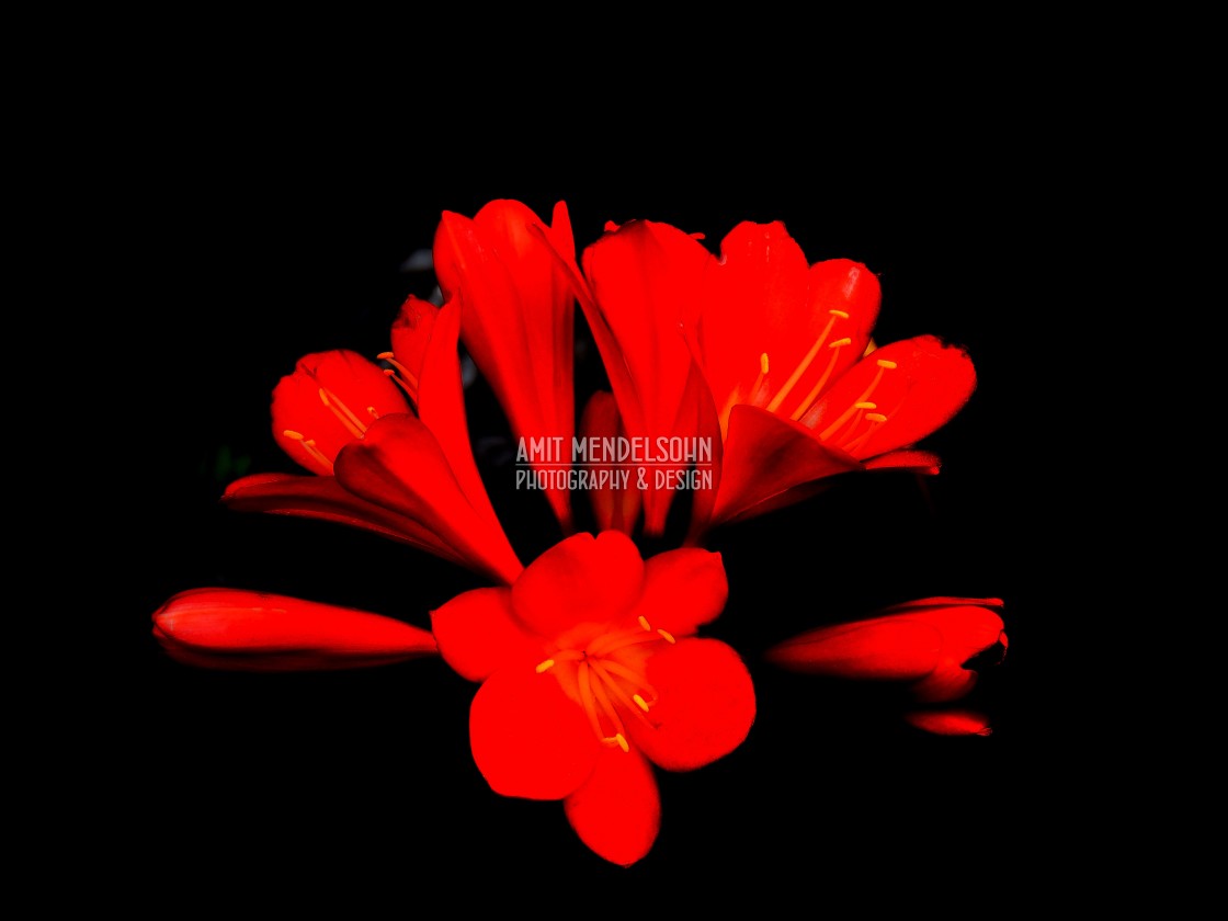 "Bush lily" stock image