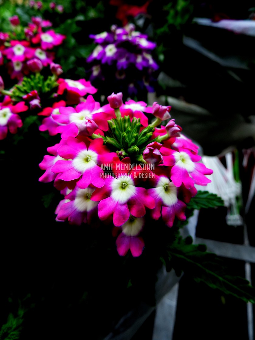 "Garden verbena" stock image