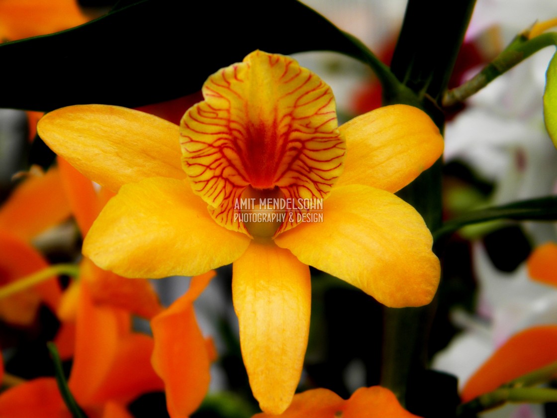 "Dendrobium bullenianum" stock image