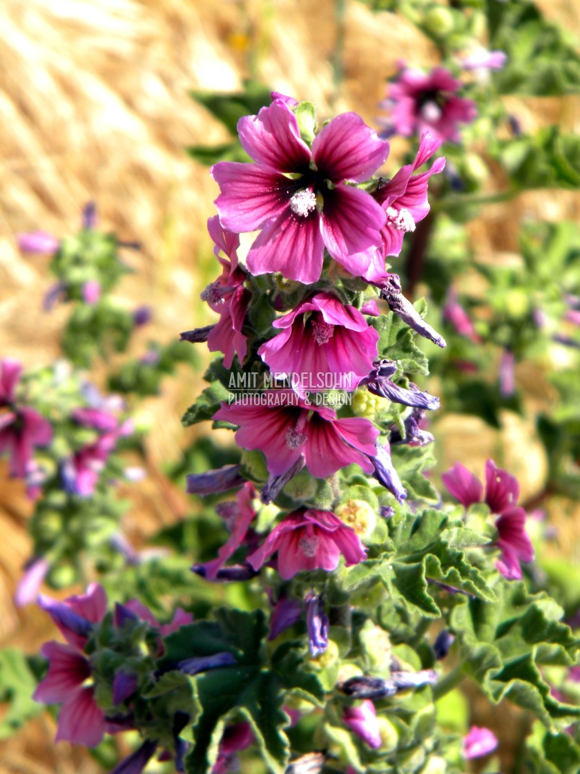 "Tree mallow" stock image