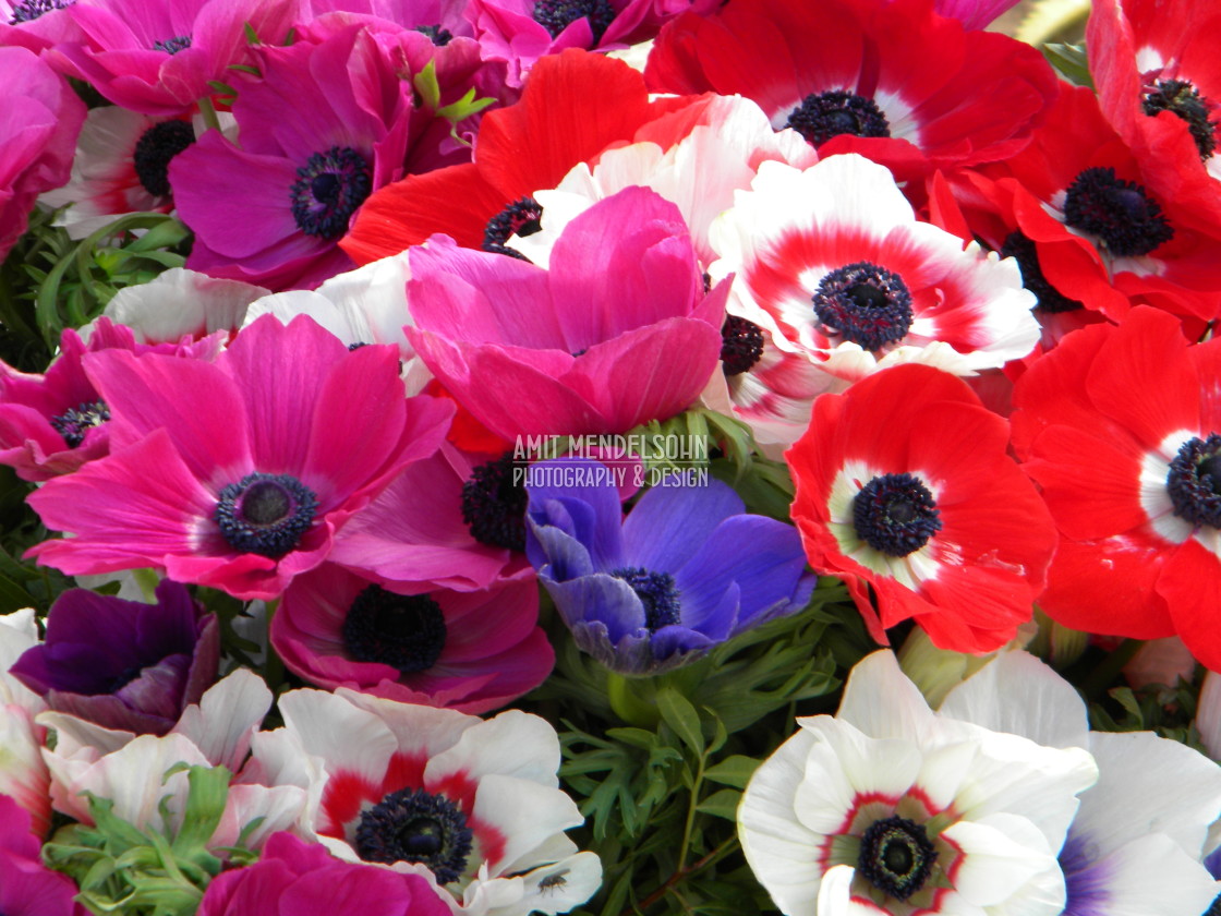 "Poppy anemone" stock image