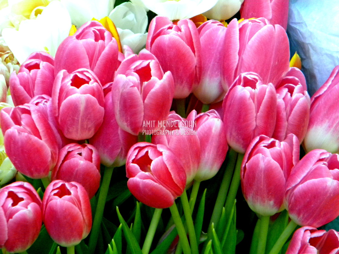 "Tulips" stock image