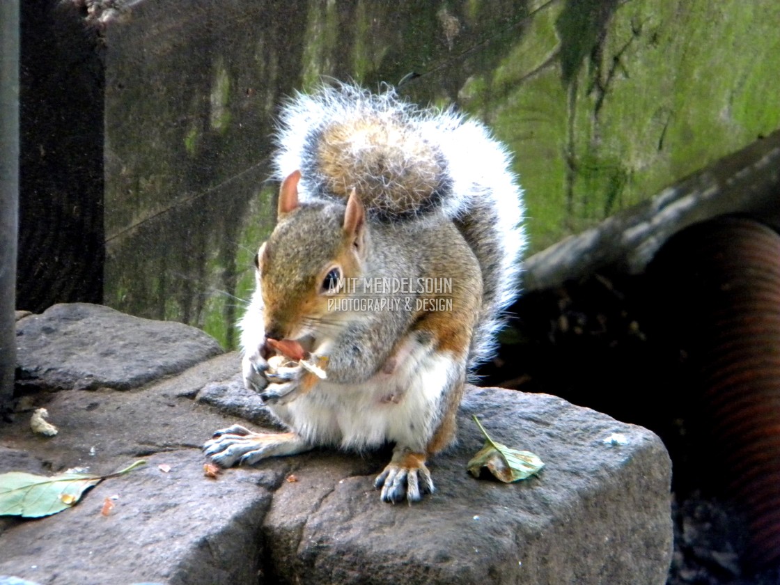 "A squirrel" stock image