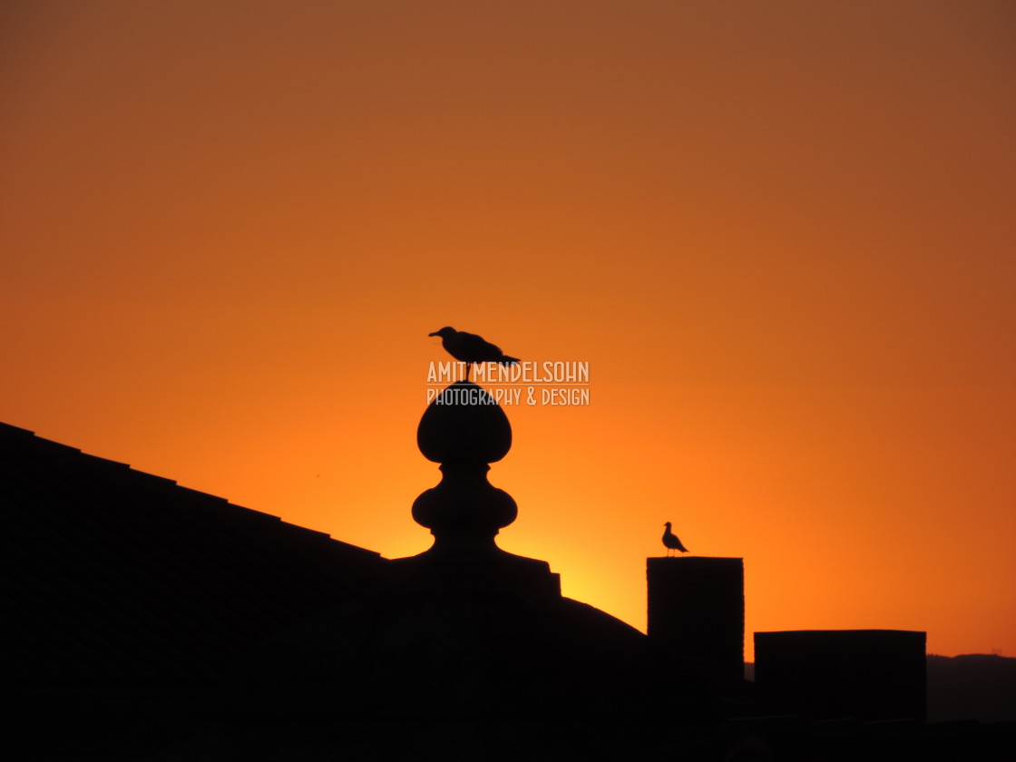 "Seagull in the sunset" stock image