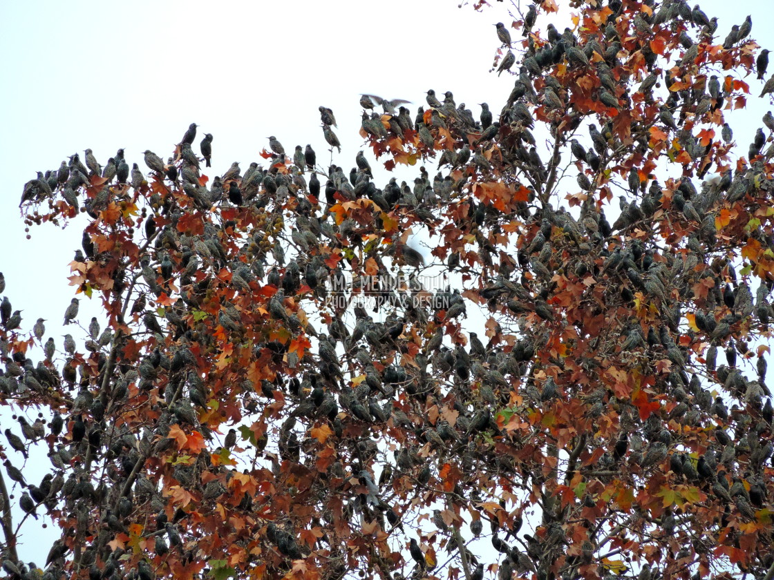 "starlings murmuring" stock image