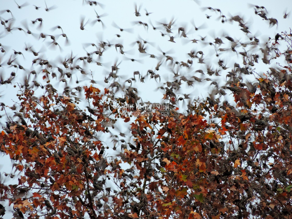 "starlings murmuring" stock image