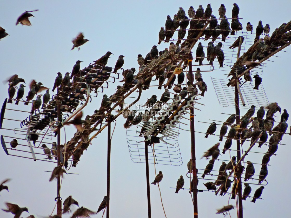 "starlings murmuring" stock image