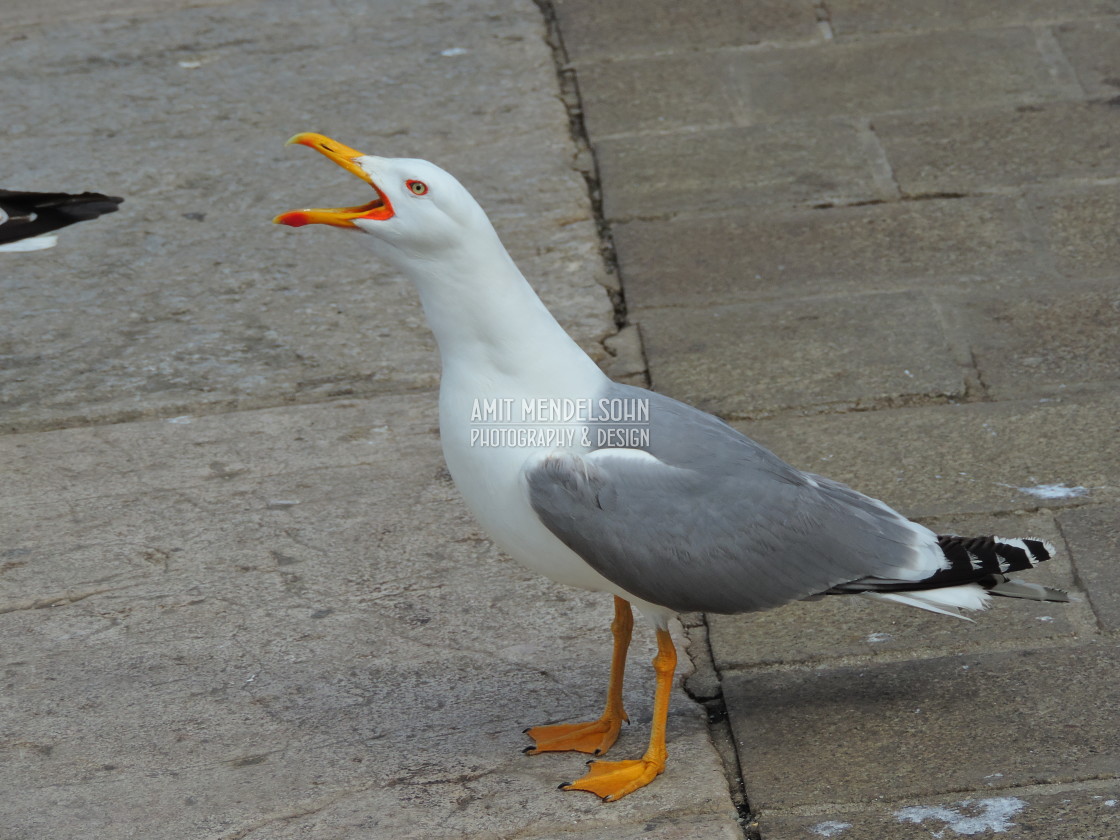 "The cry of a seagull" stock image