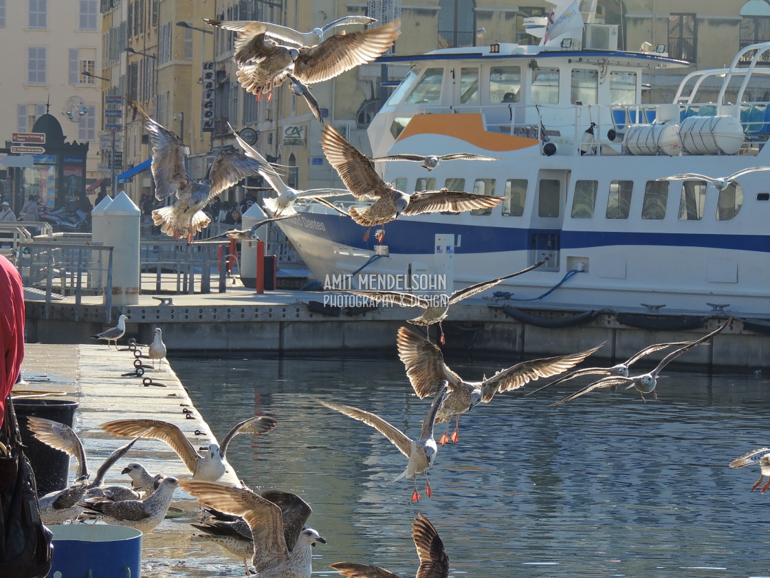 "Seagulls on the fly" stock image