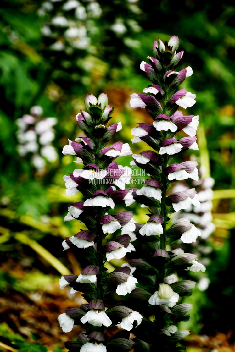 "Acanthus Mollis" stock image