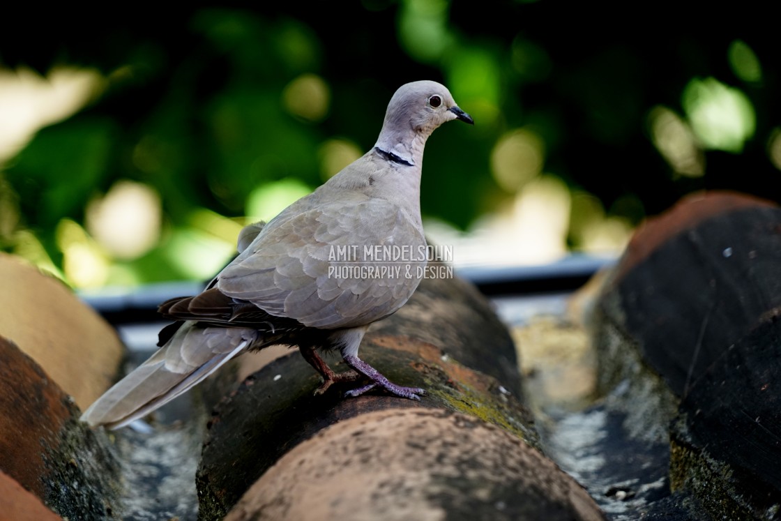 "A euroasian collared dove" stock image