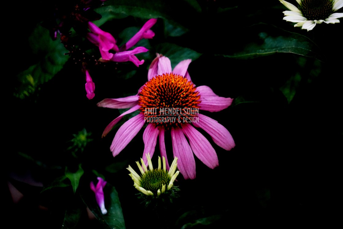 "Purple coneflower" stock image