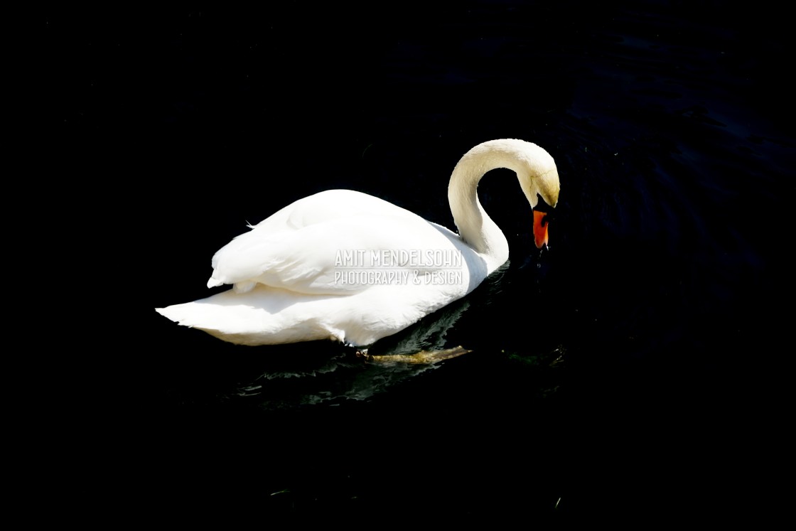 "A swan" stock image