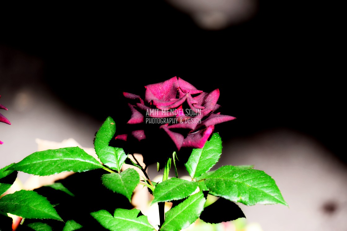 "Rose" stock image