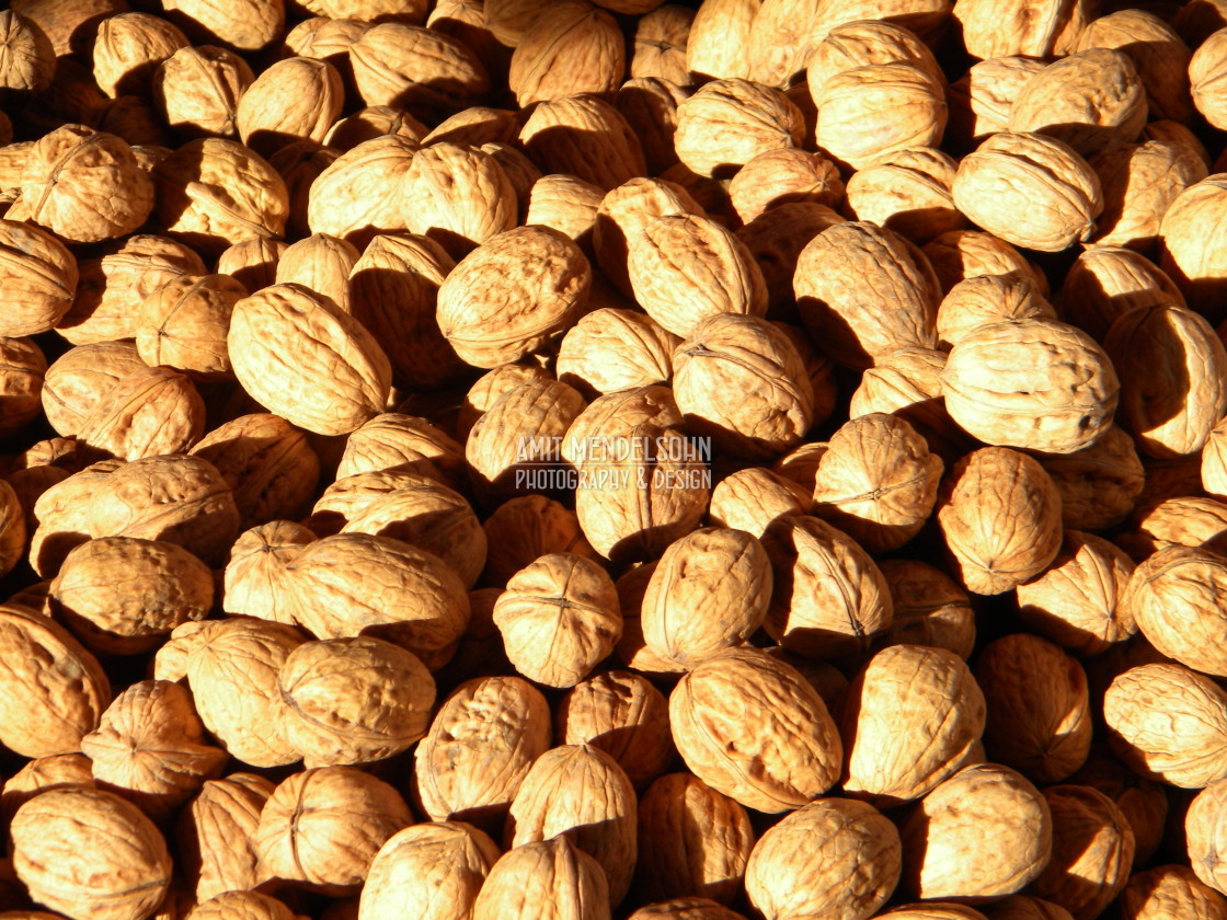 "walnuts" stock image