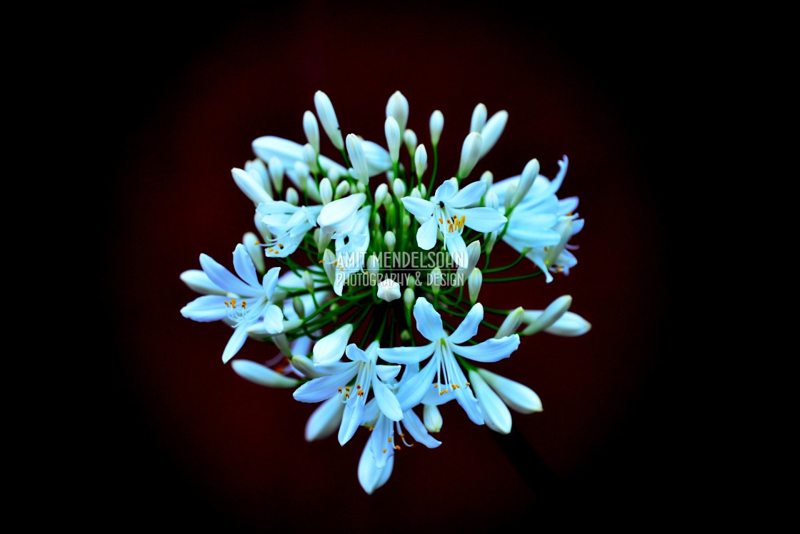 "African lily" stock image