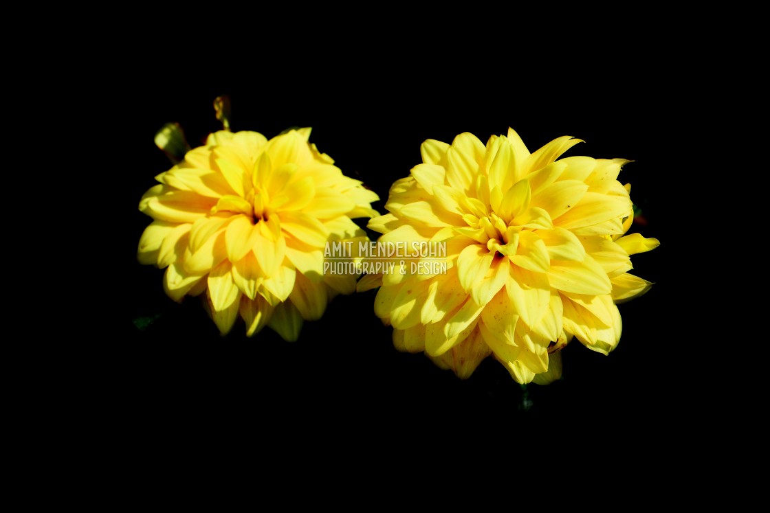 "Dahlia" stock image