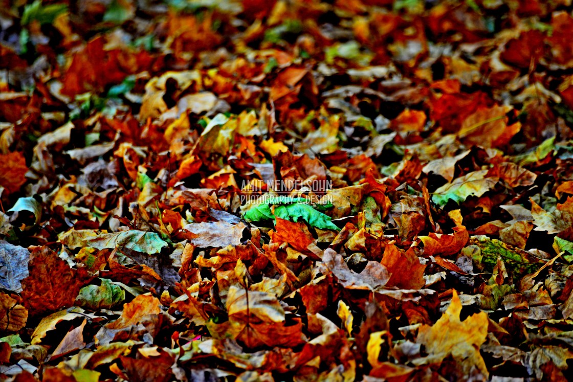 "Fallen leaves" stock image