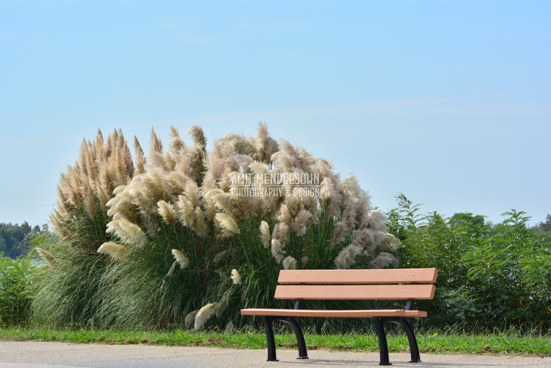 "The Camargue" stock image