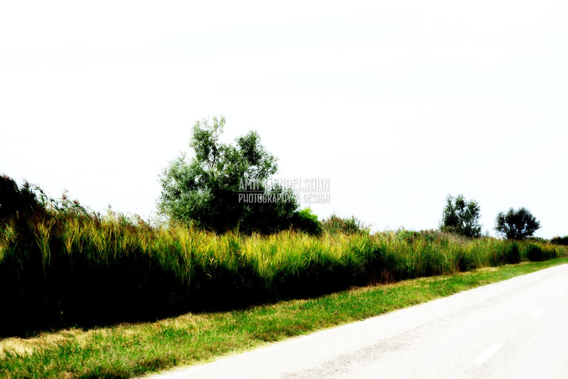 "a road in the camargue" stock image