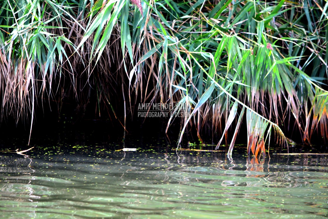 "Water the plants" stock image