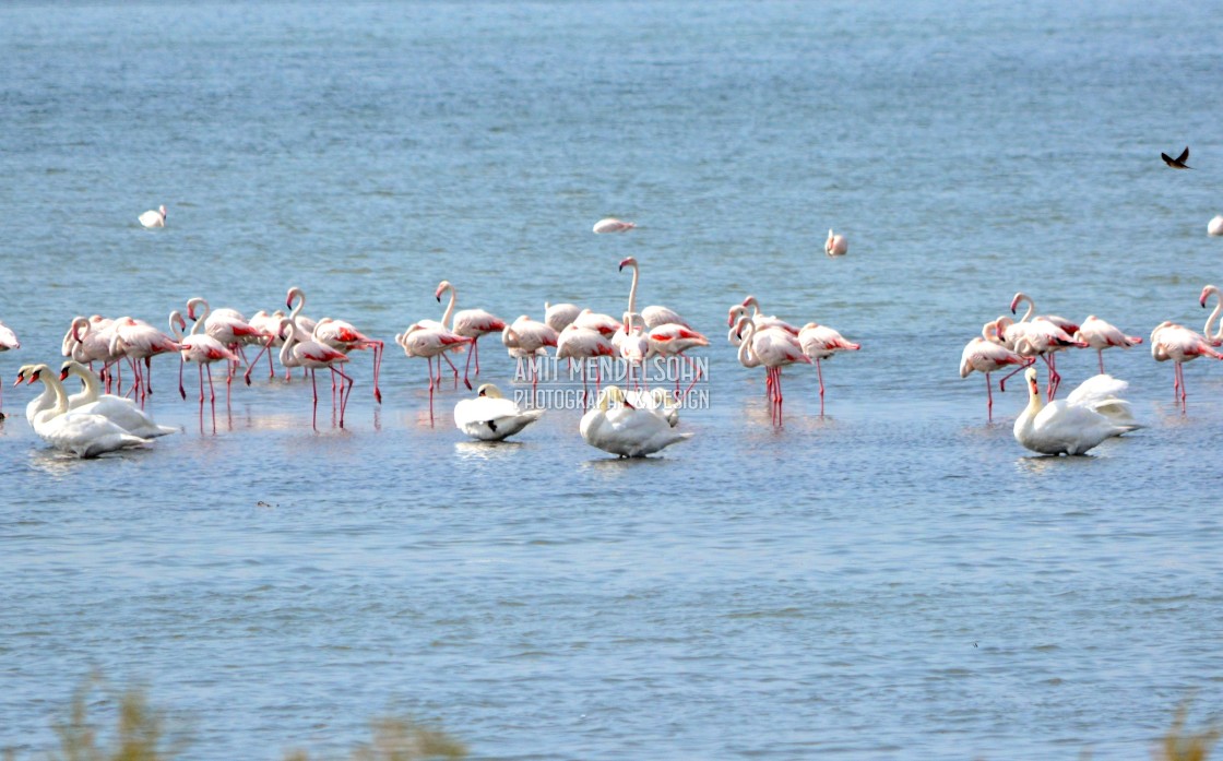 "Pelicans and other water birds" stock image