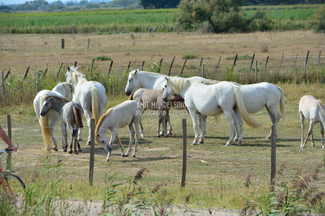 "Horses bred in the Camargue" stock image