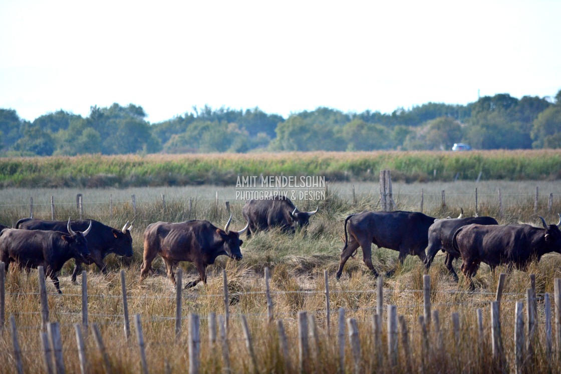 "Bulls of the Camargue" stock image