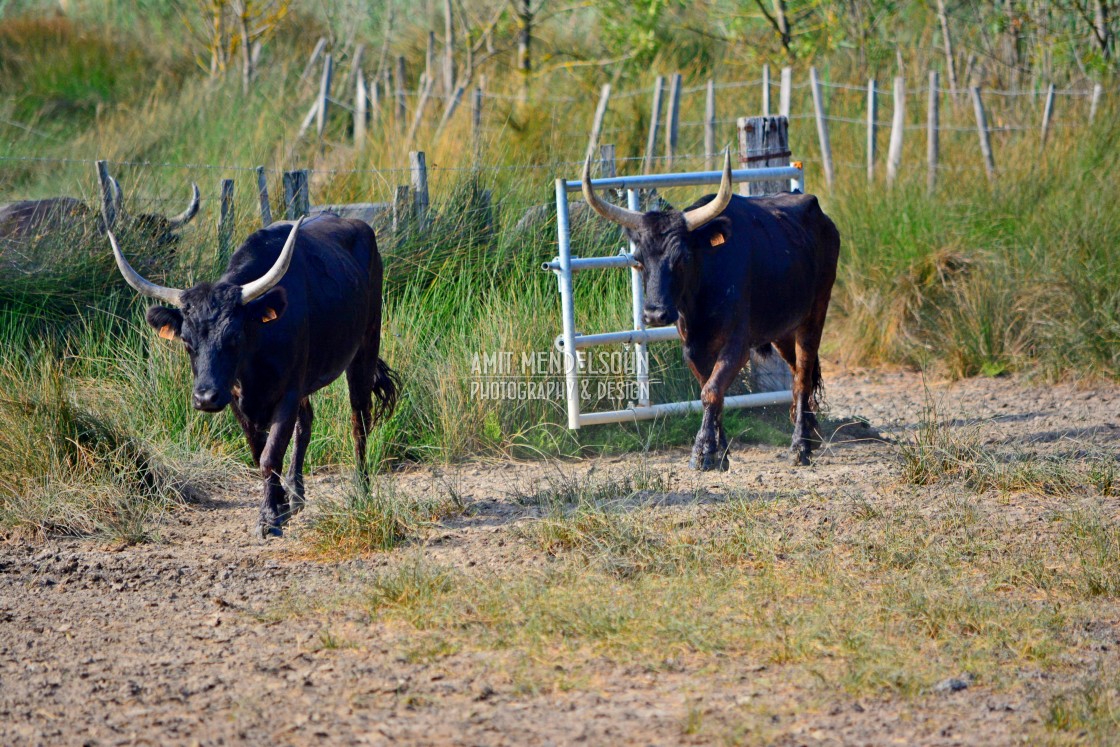 "Bulls of the Camargue" stock image