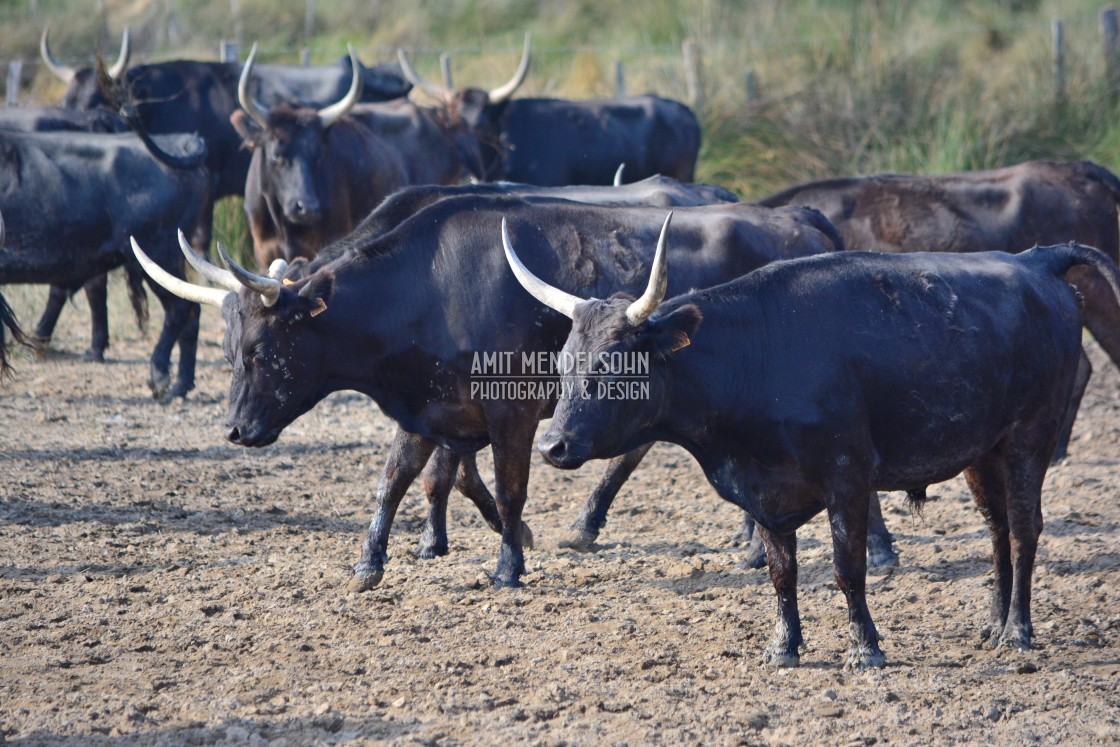 "Bulls of the Camargue" stock image