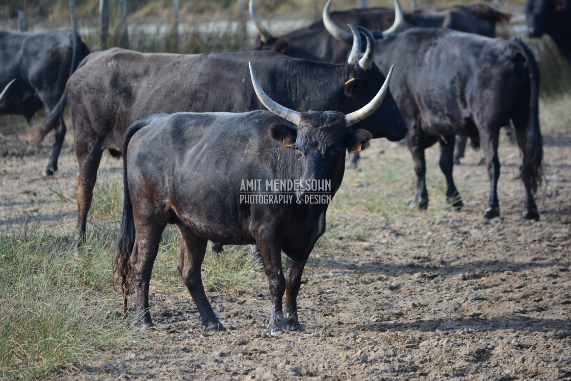 "Bulls of the Camargue" stock image