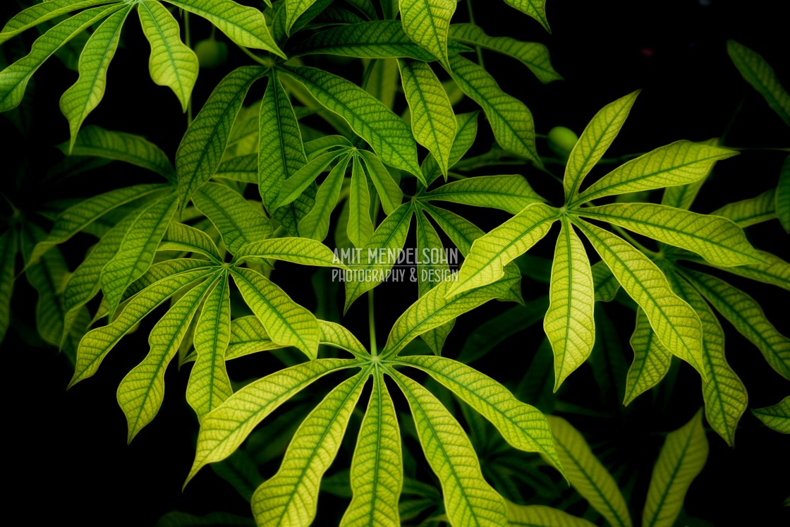 "Leaves" stock image