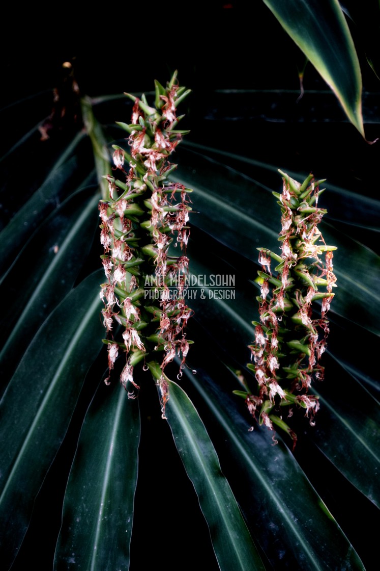 "Polycycnis trullifera" stock image