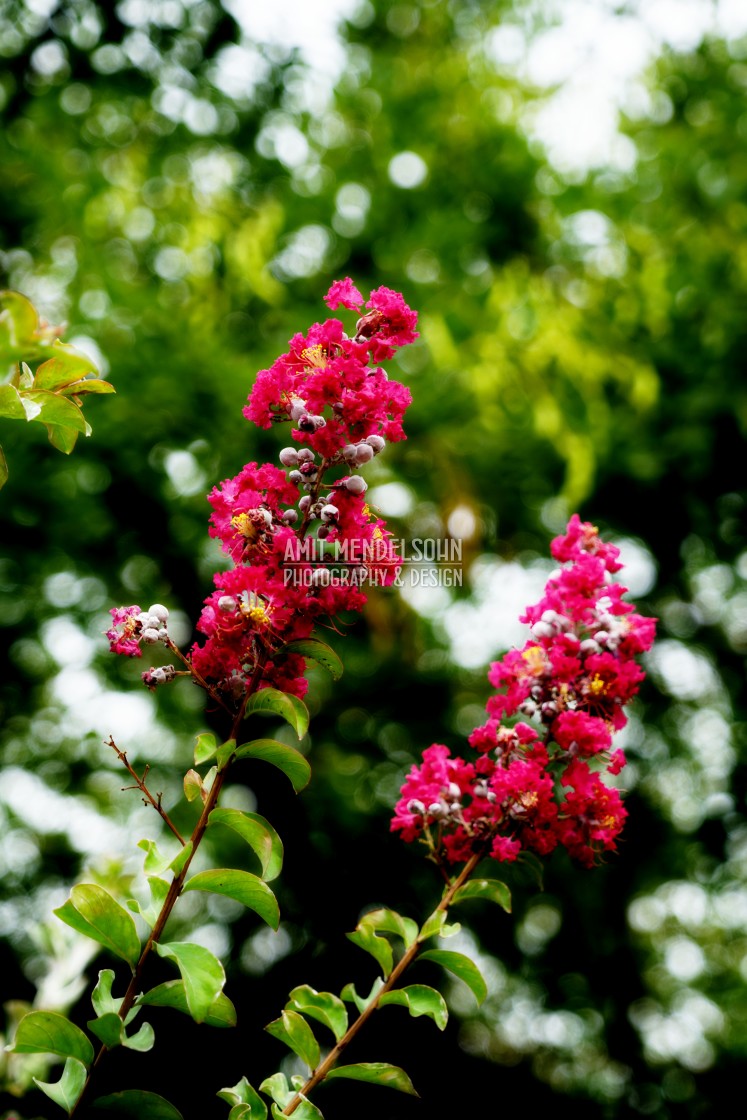 "Crape Myrtle" stock image