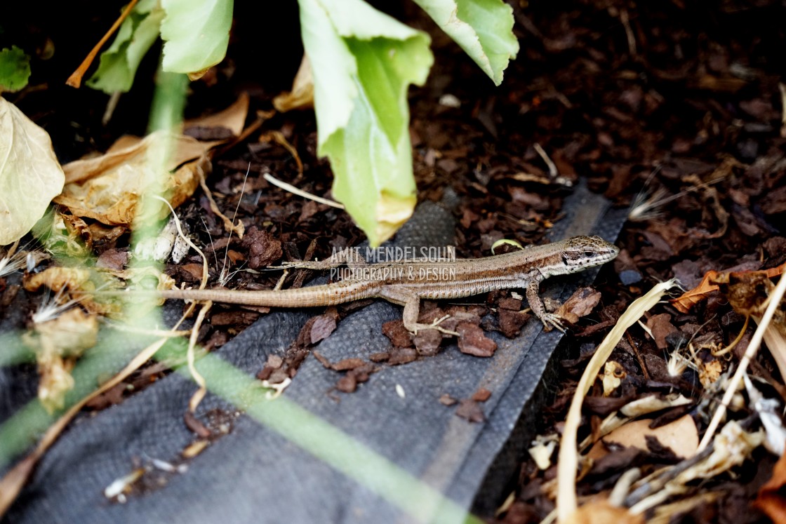 "Takydromus - lizard" stock image