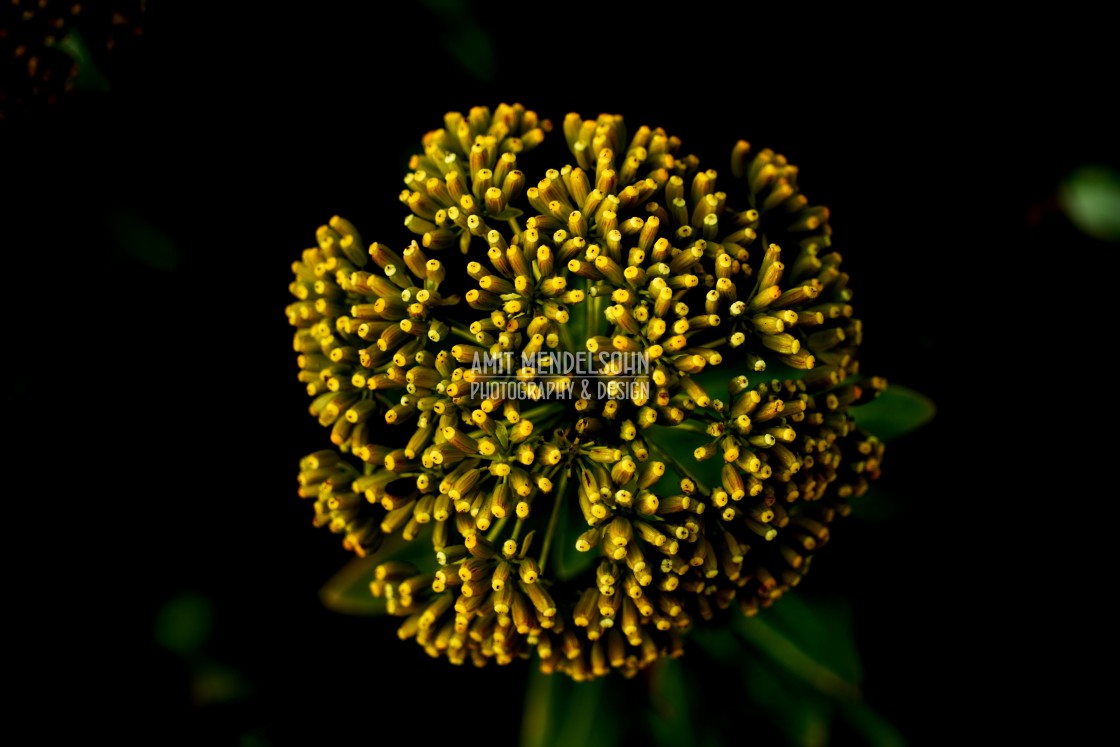 "Greater Bur-marigold" stock image